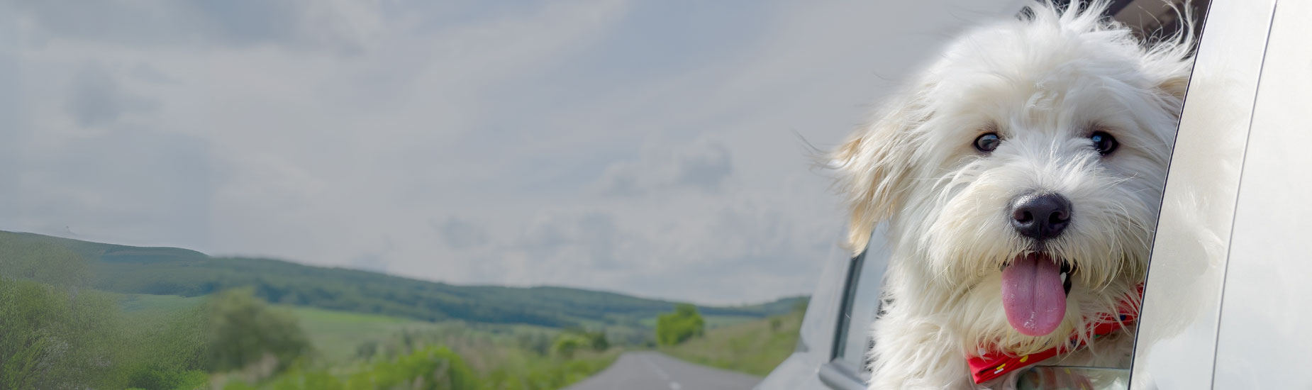 Spring-Auto-Loan-2025